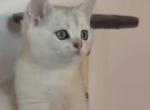 Adam - Scottish Straight Kitten For Sale - 