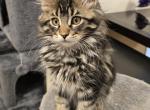 Lucy - Maine Coon Kitten For Sale - Brooklyn&comma; NY&comma; US