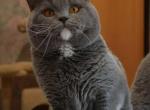 Shelton - British Shorthair Cat For Sale - TX&comma; US