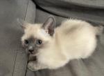 Kittens - Siamese Kitten For Sale - Barre&comma; MA&comma; US