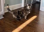 No name - Domestic Cat For Adoption - Between&comma; GA&comma; US