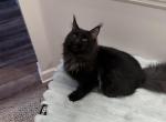Thor - Maine Coon Kitten For Sale - Jacksonville&comma; FL&comma; US