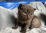 Matcha babies - British Shorthair Kitten For Sale - Maple Grove&comma; MN&comma; US