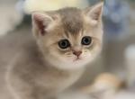 Cedric - British Shorthair Kitten For Sale - Matthews&comma; NC&comma; US