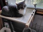 Grayson - American Shorthair Cat For Adoption - Indianapolis&comma; IN&comma; US