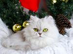 Sapphire - Persian Cat For Sale - Boiling Springs&comma; PA&comma; US