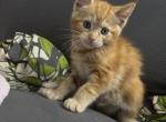 Kitten 1 - Maine Coon Kitten For Sale - Castro Valley&comma; CA&comma; US