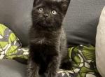 Kitten 2 - Maine Coon Kitten For Adoption - Castro Valley&comma; CA&comma; US