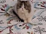 Brown Tabby and White Male Kitten 1 - Persian Kitten For Sale - Farmville&comma; VA&comma; US