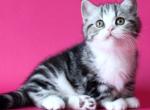 Richard - Scottish Straight Kitten For Sale - Hollywood&comma; FL&comma; US