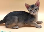Felix - Abyssinian Kitten For Sale - Norwalk&comma; CT&comma; US