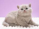 Klaus - British Shorthair Kitten For Sale - Hollywood&comma; FL&comma; US