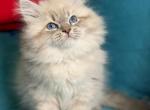 Xummer - Siberian Kitten For Sale - Pembroke Pines&comma; FL&comma; US