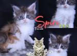 Spiri - Maine Coon Kitten For Sale - Braham&comma; MN&comma; US
