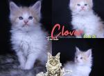 Clover - Maine Coon Kitten For Sale - Braham&comma; MN&comma; US