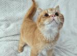 Cheddar - British Shorthair Kitten For Sale - New York&comma; NY&comma; US
