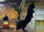 Blue - Munchkin Kitten For Sale - Carthage&comma; NY&comma; US