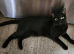 Black Melanistic Bengal Panther - Bengal Cat For Adoption - FL&comma; US
