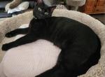 Black Melanistic Bengal Panther - Bengal Cat For Sale - 