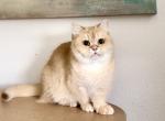 Waffle Folsom CA - Munchkin Cat For Sale - San Diego&comma; CA&comma; US