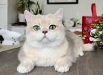 Marseille Folsom CA - British Shorthair Cat For Sale - San Diego&comma; CA&comma; US
