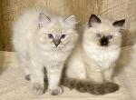 Jinxs baby boys - Ragdoll Kitten For Sale/Service - Double Springs&comma; AL&comma; US