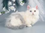 Chester - Minuet Kitten For Sale - Miami&comma; FL&comma; US