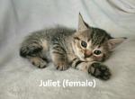 Juliet - Ragdoll Kitten For Sale - Swedesboro&comma; NJ&comma; US