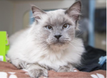 Bruce Lee - Domestic Cat For Adoption - AZ&comma; US