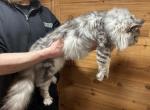 Jasper - Maine Coon Cat For Sale - 