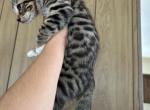 Male Kitten - Bengal Kitten For Sale - Beach Park&comma; IL&comma; US