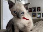 ONE MALE LILAC POINT SIAMESE - Siamese Kitten For Sale - Philadelphia&comma; PA&comma; US