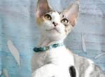 Felicia - Devon Rex Kitten For Sale - Norwalk&comma; CT&comma; US