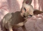 Mariella - Sphynx Kitten For Sale - Miami&comma; FL&comma; US
