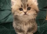 Fluffy Scottish straight - Scottish Straight Kitten For Sale - Denver&comma; CO&comma; US