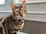 Simba - Bengal Cat For Sale - Stafford&comma; VA&comma; US