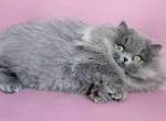 Buddy blue short legs munchkin minuet napoleon - Munchkin Kitten For Sale - TX&comma; US