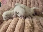 All reserved NEW LITTER SOON - Ragdoll Kitten For Sale - Lancaster&comma; PA&comma; US
