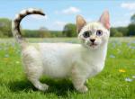 Ruffles blue eyed munchkin genetta short legs - Munchkin Kitten For Sale - TX&comma; US