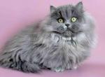 Barbara blue short legs munchkin minuet napoleon - Munchkin Kitten For Sale - TX&comma; US