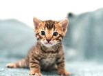 Brown Bengal male - Bengal Kitten For Sale - Jersey City&comma; NJ&comma; US