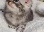 Hibernian lynx kittens - Highlander Kitten For Sale - Bridgeton&comma; NJ&comma; US