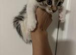 Girl you name her - Domestic Kitten For Sale - South Windsor&comma; CT&comma; US
