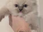 Mason  blue mitted - Ragdoll Kitten For Sale - Brooklyn&comma; NY&comma; US