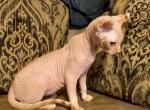Elf ear female - Sphynx Kitten For Sale - Sand Springs&comma; OK&comma; US