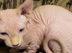Sphynx kitten female - Sphynx Kitten For Sale - Sand Springs&comma; OK&comma; US