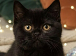 Mikki - British Shorthair Kitten For Sale - Brighton&comma; CO&comma; US