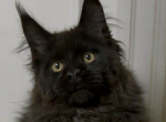 Isaac - Maine Coon Kitten For Sale - Brighton&comma; CO&comma; US