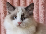 Ujin - Siberian Kitten For Sale - Brighton&comma; CO&comma; US