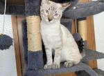 Simba - Bengal Kitten For Sale - Pendleton&comma; KY&comma; US